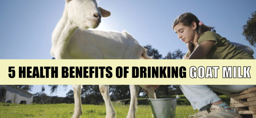 5 HEALTH BENEFITS OF DRINKING GOAT MILK